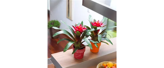 TROPENZAUBER BROMELIEN