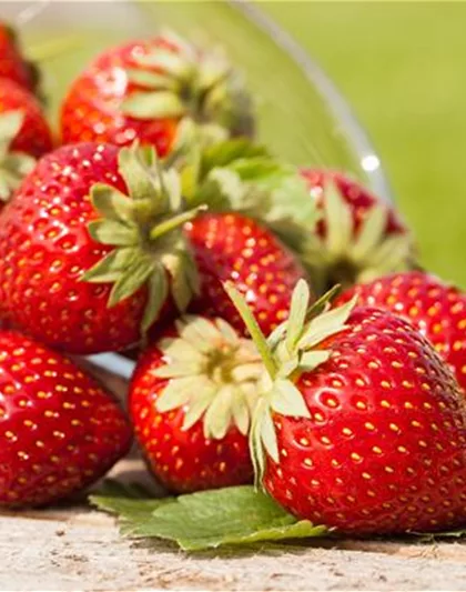 GESUND NASCHEN AUF DEM BALKON!