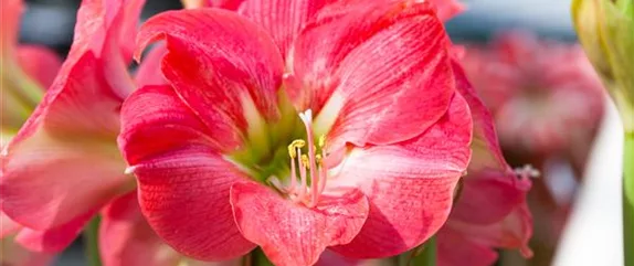 AMARYLLIS