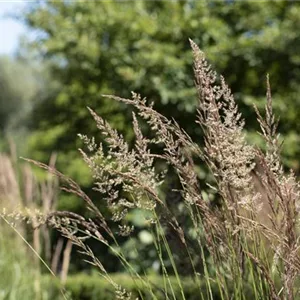 WIE GRäSER DEN GARTEN AUFWERTEN