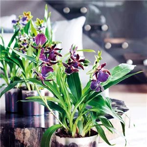 ORCHIDEEN GEGEN DEN WINTERBLUES!