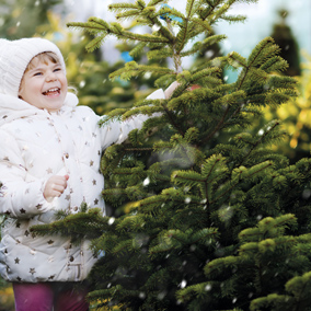 Termine-Weihnachtsbaum2022.jpg