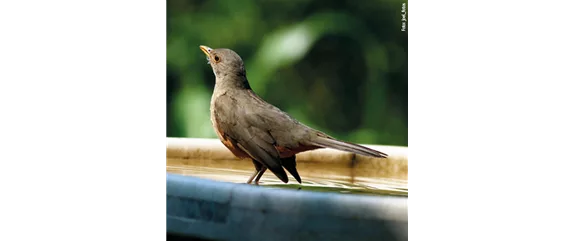 TIPPS ZUR WINTERVOGELFüTTERUNG!